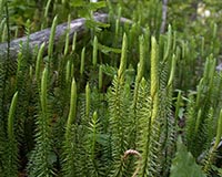 Bristly Clubmoss